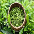 Green Tea Extract Powder